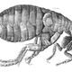 Illustration for article titled Leeuwenhoek, the Deadbeat Dad of Microbiology